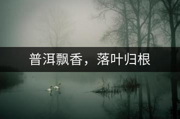 普洱飄香，落葉歸根