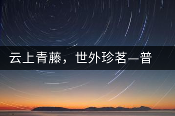 云上青藤，世外珍茗—普秀百年藤條茶即將上市