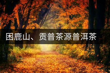 困鹿山、貢普茶源普洱茶羊城受熱捧