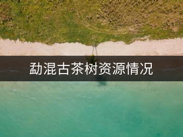勐混古茶樹(shù)資源情況