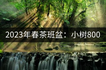2023年春茶班盆：小樹800元／公斤，古樹1600-2200元／公斤