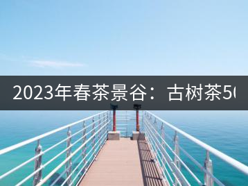2023年春茶景谷：古樹茶500-600元／公斤，紫芽茶300-480元／公斤，白芽茶1200-2000元／公斤。