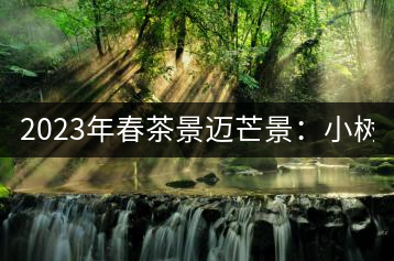2023年春茶景邁芒景：小樹200元／公斤，古樹：600-800元／公斤
