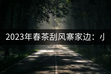 2023年春茶刮風(fēng)寨家邊：小樹400-500，古樹1000-1600元／公斤