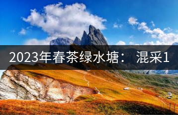 2023年春茶綠水塘： 混采11000-12000元／公斤，挑采14000元／公斤