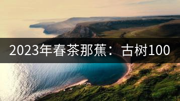 2023年春茶那蕉：古樹(shù)1000-1500元／公斤，中樹(shù)600-800元／公斤