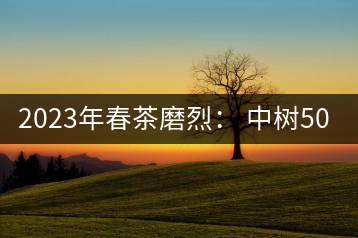 2023年春茶磨烈： 中樹500-600元／公斤，古樹混采：2200-2600元／公斤