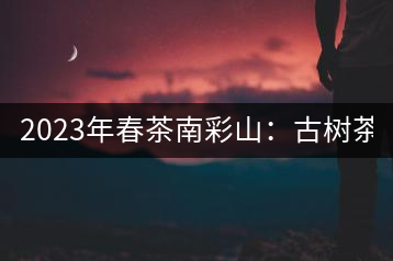 2023年春茶南彩山：古樹茶2000-2200元／公斤，大樹混采1200-1500元／公斤。