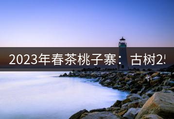 2023年春茶桃子寨：古樹2500-3000元／公斤