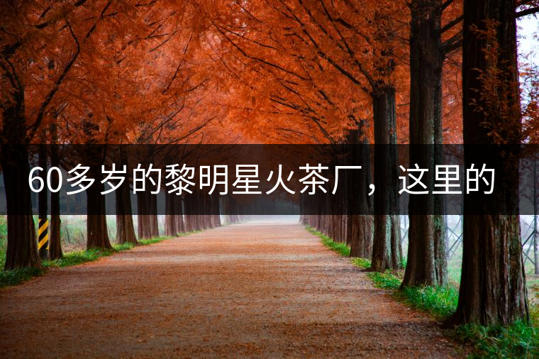 60多歲的黎明星火茶廠，這里的人依然在做茶