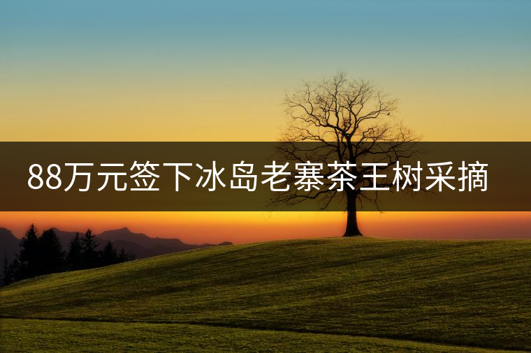 88萬(wàn)元簽下冰島老寨茶王樹(shù)采摘權(quán)，誰(shuí)說(shuō)這是“競(jìng)價(jià)交易”？
