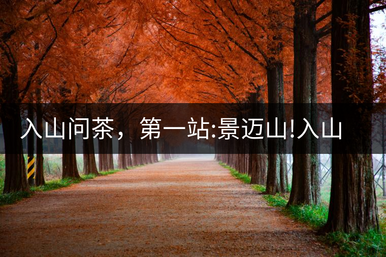 入山問(wèn)茶，第一站:景邁山!入山問(wèn)茶，第一站：景邁山！