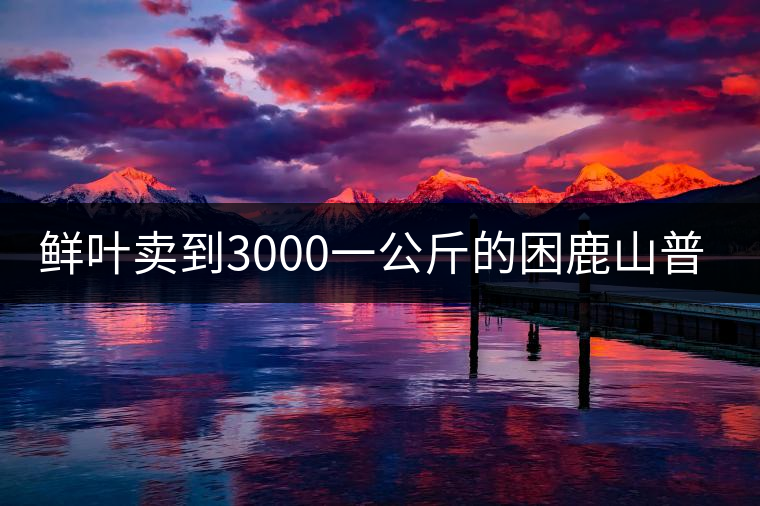 鮮葉賣到3000一公斤的困鹿山普洱茶，口感如何？