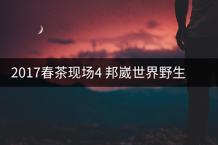 2017春茶現(xiàn)場4 邦崴世界野生過渡型茶王長啥樣?之枝丫2017春茶現(xiàn)場4 邦崴世界野生過渡型茶王長啥樣？之枝丫