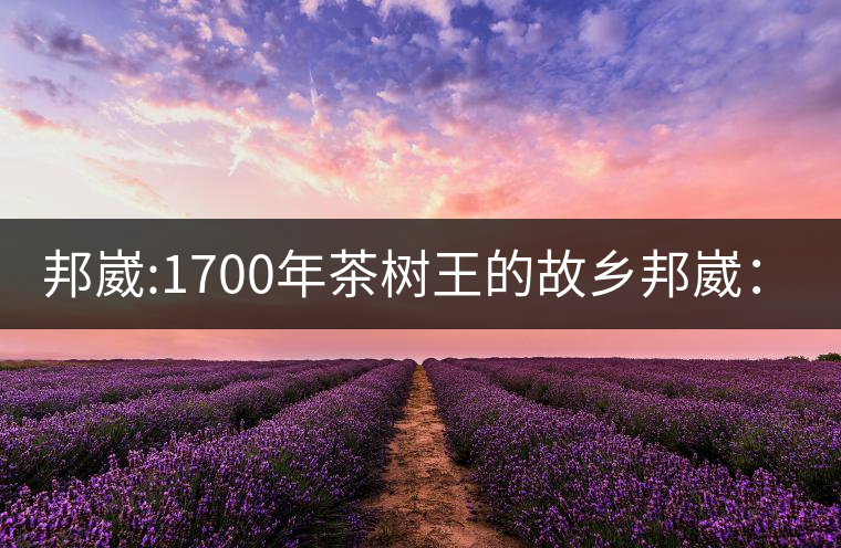 邦崴:1700年茶樹王的故鄉(xiāng)邦崴：1700年茶樹王的故鄉(xiāng)