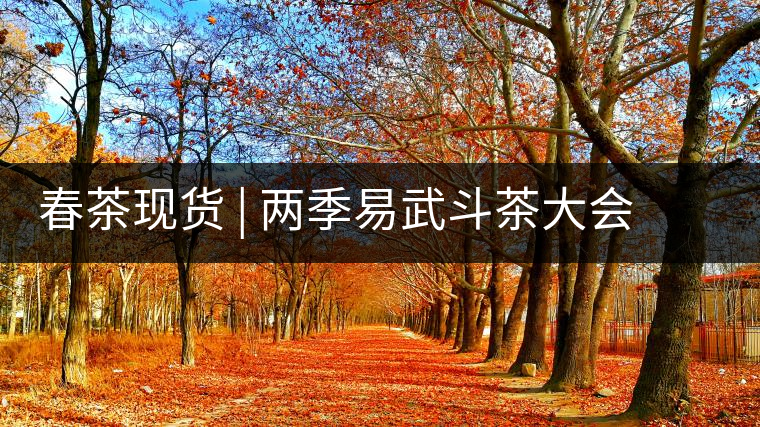 春茶現(xiàn)貨 | 兩季易武斗茶大會冠軍“落水洞”，茶友評價是這樣的