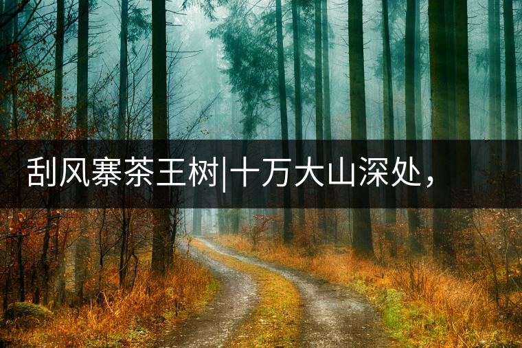 刮風(fēng)寨茶王樹|十萬大山深處，鮮為人知的王者刮風(fēng)寨茶王樹｜十萬大山深處，鮮為人知的王者