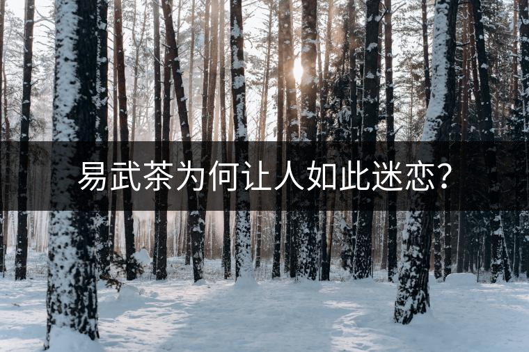 易武茶為何讓人如此迷戀？