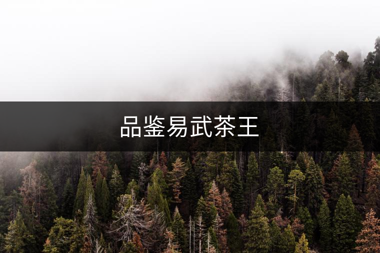 品鑒易武茶王