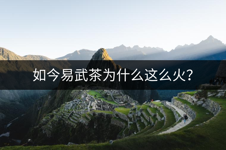 如今易武茶為什么這么火？