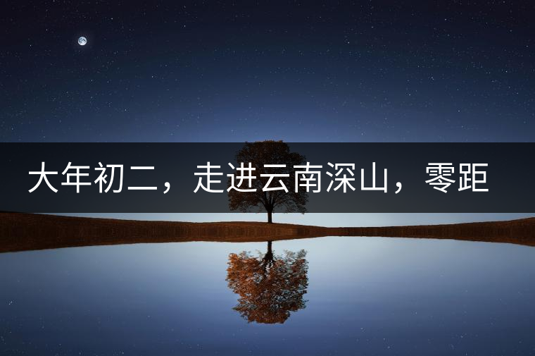 大年初二，走進云南深山，零距離接觸古茶樹