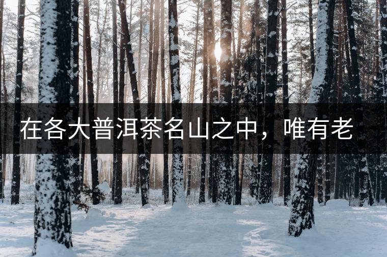 在各大普洱茶名山之中，唯有老曼峨古樹茶才能稱得上戰(zhàn)狼