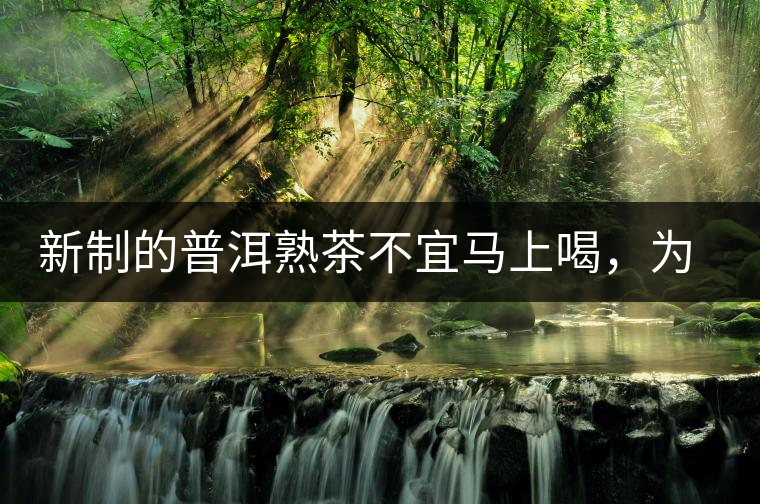 新制的普洱熟茶不宜馬上喝，為什么？