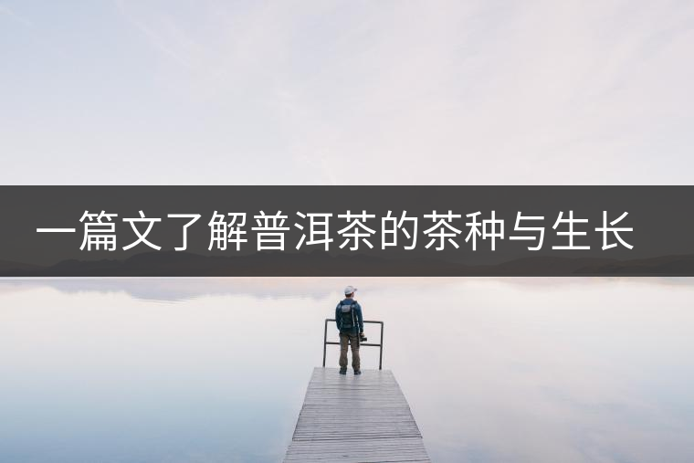 一篇文了解普洱茶的茶種與生長形態(tài) 一篇文了解普洱茶的茶種與生長形態(tài)