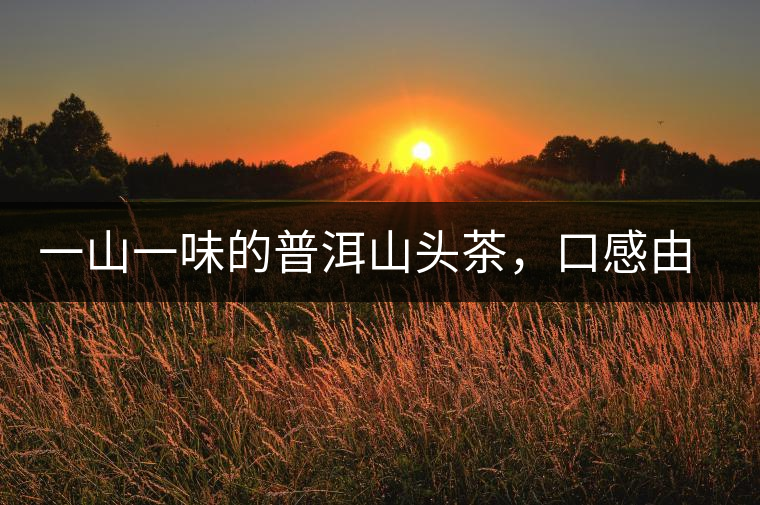 一山一味的普洱山頭茶，口感由這些因素決定