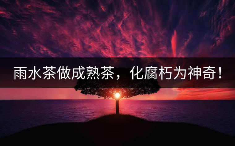 雨水茶做成熟茶，化腐朽為神奇！