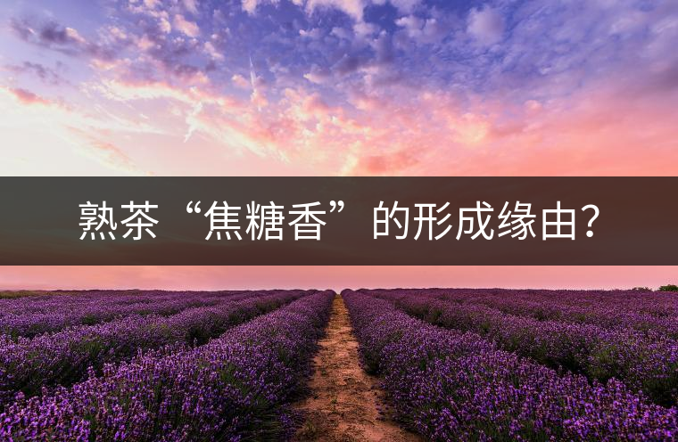 熟茶“焦糖香”的形成緣由？