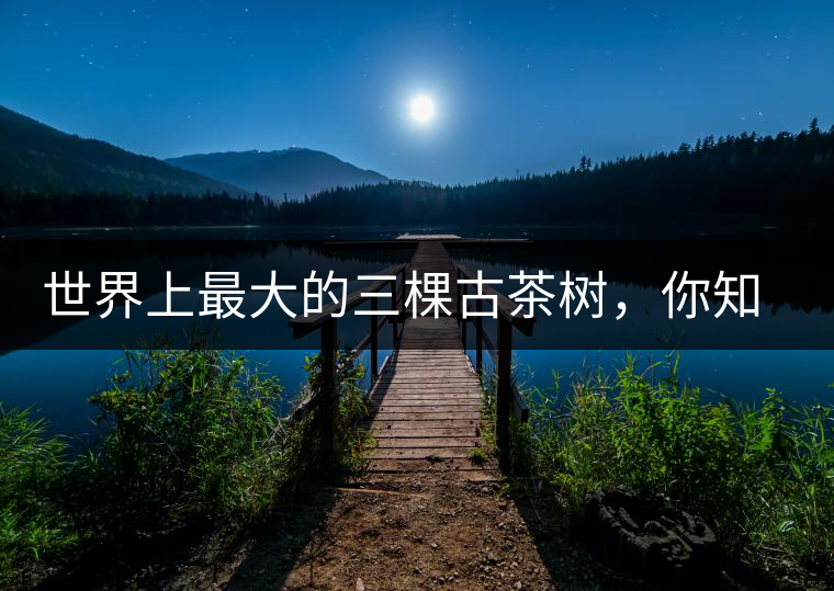 世界上最大的三棵古茶樹，你知道嗎？