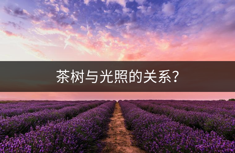 茶樹與光照的關系？