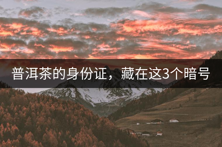 普洱茶的身份證，藏在這3個暗號中