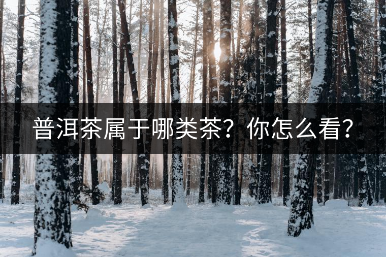 普洱茶屬于哪類茶？你怎么看？