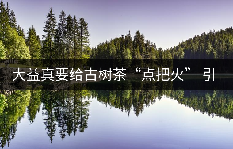 大益真要給古樹茶“點把火” 引火燒身？