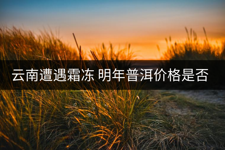 云南遭遇霜凍 明年普洱價(jià)格是否飆升？