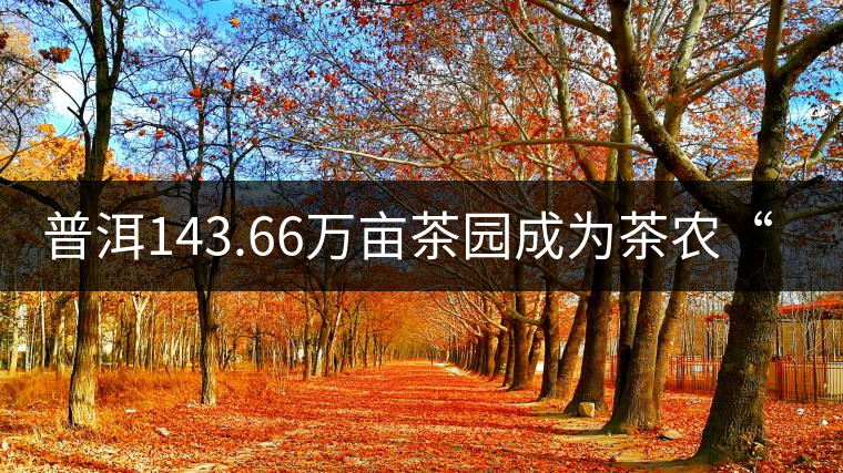 普洱143.66萬畝茶園成為茶農(nóng)“綠色銀行”