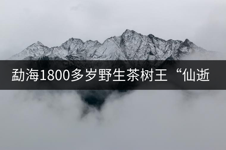 勐海1800多歲野生茶樹王“仙逝” 勐海1800多歲野生茶樹王“仙逝”