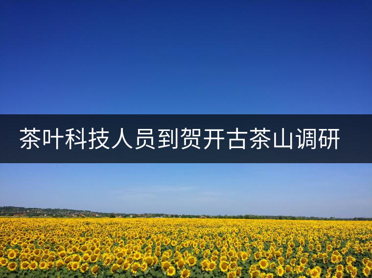 茶葉科技人員到賀開古茶山調(diào)研古茶樹資源 茶葉科技人員到賀開古茶山調(diào)研古茶樹資源