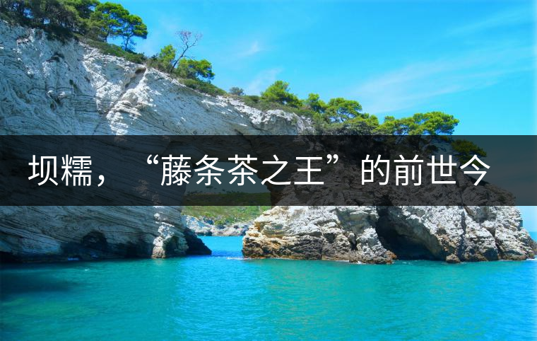 壩糯，“藤條茶之王”的前世今生