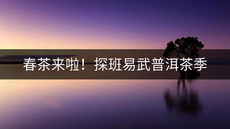 春茶來(lái)啦！探班易武普洱茶季