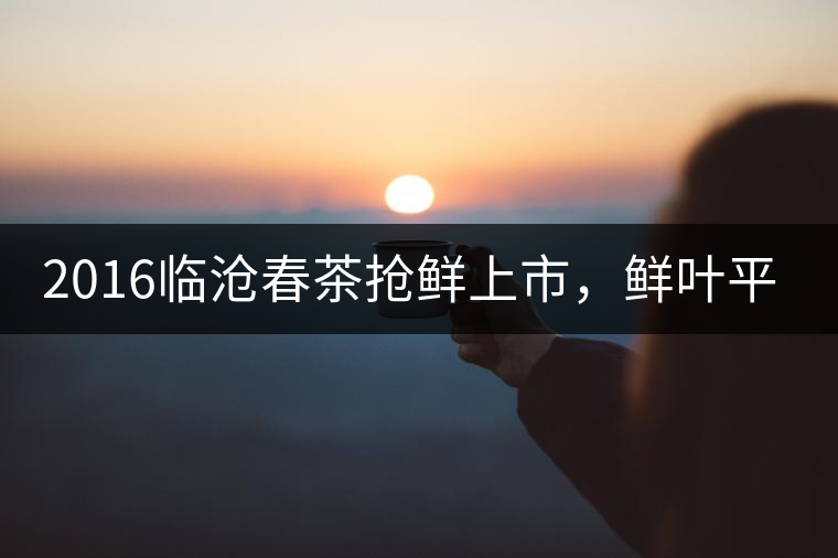 2016臨滄春茶搶鮮上市，鮮葉平均價(jià)同比去年減幅6.3%