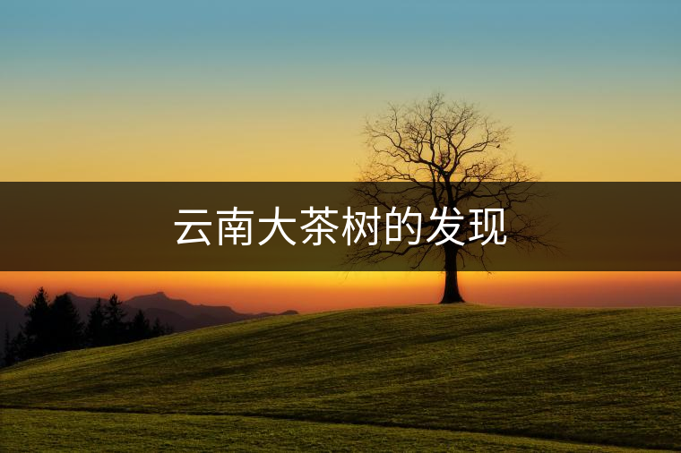 云南大茶樹(shù)的發(fā)現(xiàn)