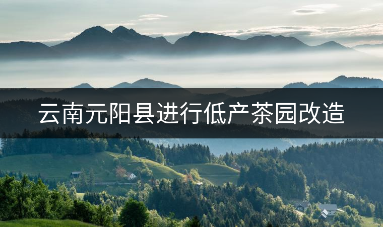 云南元陽(yáng)縣進(jìn)行低產(chǎn)茶園改造 云南元陽(yáng)縣進(jìn)行低產(chǎn)茶園改造