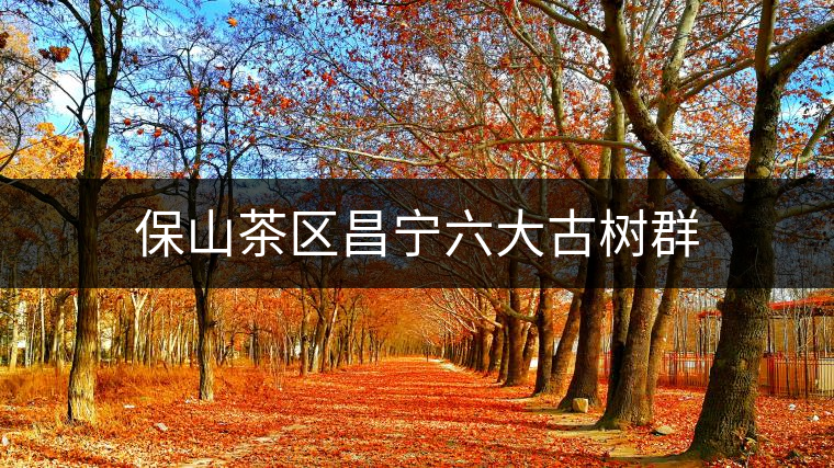 保山茶區(qū)昌寧六大古樹群 保山茶區(qū)昌寧六大古樹群