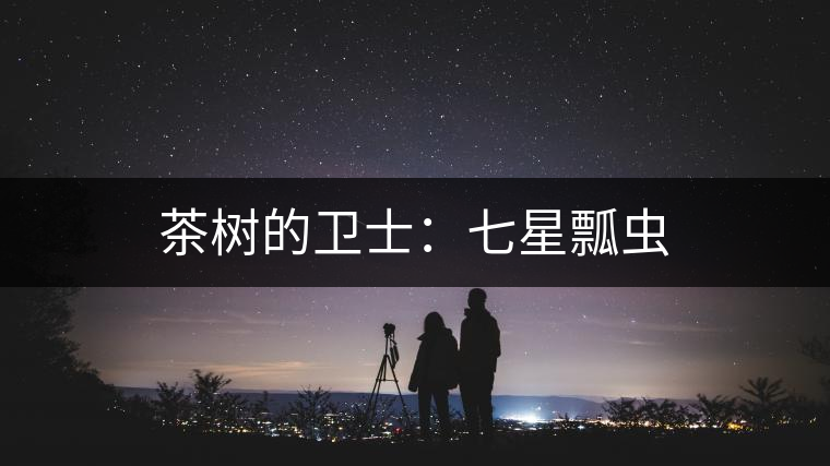 茶樹(shù)的衛(wèi)士：七星瓢蟲(chóng)