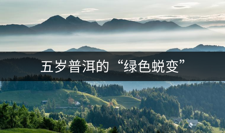 五歲普洱的“綠色蛻變” 五歲普洱的“綠色蛻變”