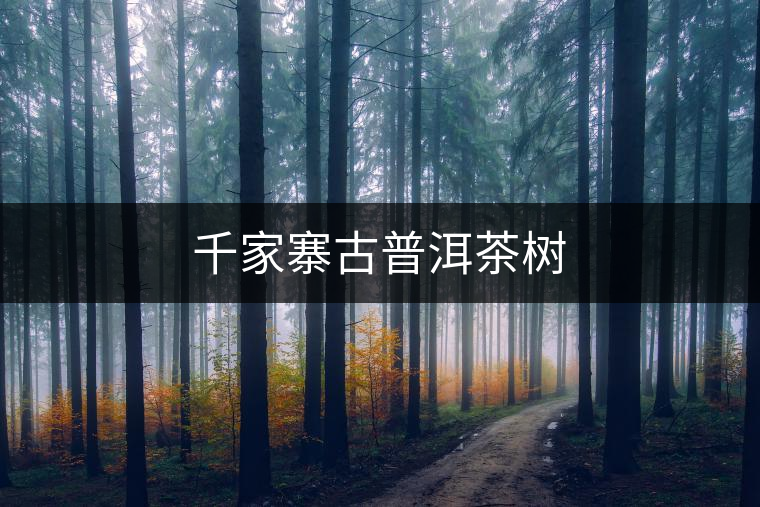 千家寨古普洱茶樹 千家寨古普洱茶樹