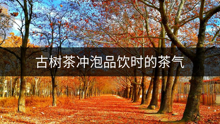 古樹茶沖泡品飲時的茶氣 古樹茶沖泡品飲時的茶氣